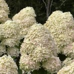 Hortenzia metlinatá (Hydrangea paniculata) ´PHANTOM´ - výška 15-25 cm, kont. C2L